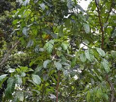 Image result for Cola clavata