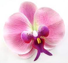 10x Large Pink Butterfly Orchids Heads 3 75 Fabric Phalaenopsis Artificial Flower Silk Flower Wedding Decoration In 2020 Floral Supplies Wholesale Artificial Flowers Artificial Silk Flowers