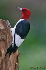 Small Bird With Red Cheeks Brian E Small Bird Photography Jolis Oiseaux Oiseaux Animaux