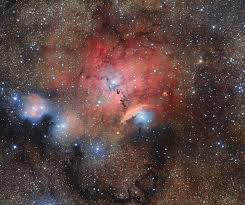 Image result for Searsia nebulosa