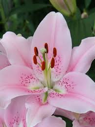 We did not find results for: Buy Lily Bulbs Companion Oriental Lily Gold Medal Winning Harts Nursery