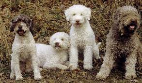 Check spelling or type a new query. Lagotto Romagnolo Breed Information Lagotto Romagnolo Rare Dogs Lagotto Romagnolo Dogs