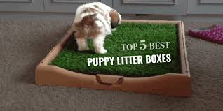 Tie the leash to heavy if you control when your puppy eats, you can better predict when he'll have to go to the bathroom. Top 5 Best Puppy Litter Boxes Grass Boxes Pee Pads More