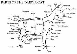 Pin On I Love Goats