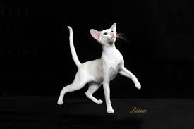 Click here for all the information and breed characteristics regarding oriental shorthair cat's history, size, personality & more. Oriental Shorthair Cat Poc