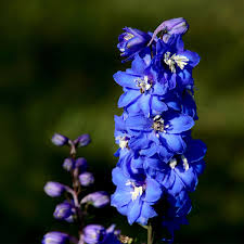 Image result for Delphinium