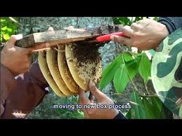 #madukelulutdanmadulebah#menarik di tenom ( madu lebah & madu kelulut)location : Cara Menternak Dan Penjagaan Madu Kelulut Madu Lebah Youtube