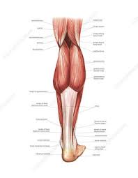 Superficial and deep anterior muscles of upper body Muscles Of The Leg And Foot Artwork Stock Image C020 8295 Science Photo Library