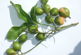 Locally it is blended into a juice or used in salads. Welcome To September