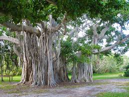 Birch Trees In Florida Hugh Taylor Birch State Park State Parks Famous Trees Unique Trees