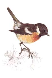 Long considered a member of the thrush family turdidae, genetic evidence has placed it and its relatives in the old world flycatcher family muscicapidae. Tarabilla Comun