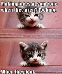 33 Most Adorable Animals Ever Funny Cat Pictures Kittens Funny Funny Animal Pictures