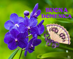 Buona Domenica Carta Da Parati A Fiori Fiori Orchidea Foto Di Fiori