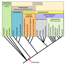 How do seedless vascular plants survive? Introduction To Vascular Plant Structure Digital Atlas Of Ancient Life