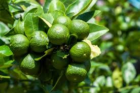 Image result for Citrus × aurantiifolia