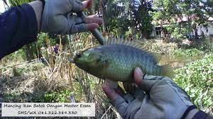 Mancing Ikan Betok Dengan Master Essen Ikan