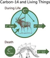 Decay of carbon 14 takes thousands of years, and it is this wonder of nature that forms the basis of radiocarbon dating and made this carbon 14 analysis a powerful tool in revealing the past. Radioactive Dating Read Chemistry Ck 12 Foundation