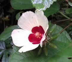 Image result for Hibiscus surattensis
