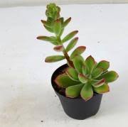 Trova una vasta selezione di piante grasse finte a prezzi vantaggiosi su ebay. Vendita Piante Grasse Mondo Piante Vendita Piante Online