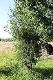 Image result for Scutia