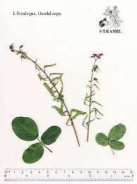 Image result for Desmodium incanum