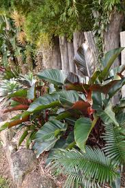 We offer price with pot and price without pot for some products. Philodendron Rojo Congo