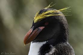 The number of people you can get to follow you. Pla24 18 Trip Log Falkland Islands South Georgia And Antarctic Peninsula