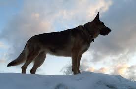 The east european shepherd breed was developed from the german shepherds bought to russia at the beginning of the century. East European Shepherd Russian German Shepherd