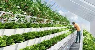 Rooftop Aquaponic Farmlab Uses Tilapia Fish To Grow Edible Plants Vertical Farming Urban Farming Aquaponics