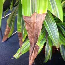 Why Are Spider Plant Leaves Turning Black Or Dark Brown Dummer Garden Manage Gfinger Is The Best Garden Manage App