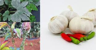 Bawang putih juga diperkaya dengan vitamin b1, b2, b3, b6, folat, vitamin c, kalsium, besi, magnesium, mangan, fosfor, kalium, natrium, dan seng. 10 Kegunaan Dan Kebaikan Bawang Putih Di Kebun Yang Ramai Tak Tahu Impiana