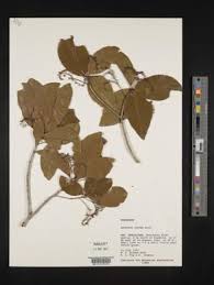 Image result for Anthospermum usambarense