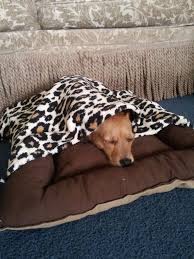 The mattress pad will cost markedly less than high density foam at your craft store. Dog Bed With Removable Blanket Diy Dog Stuff Diy Dog Bed Dog Beds Homemade