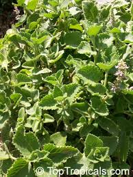 Image result for Coleus amboinicus