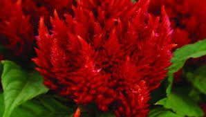 Celosia Arrabona Red Celosia Plumosa Masses Of Striking Red Plumes That Will Last All Summer Long Easy C White And Blue Flowers Amazing Flowers Shade Flowers