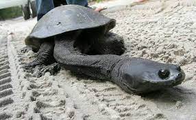 Snake Necked Turtle One Of The Rarest Animals Over The World Weird Looking Animals Rare Animals Weird Animals