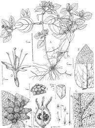 Image result for Virectaria major