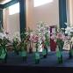 Latrobe Lilium Show event image