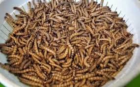 If you leave them together, the mealworms and beetles can feed on the pupa. Can I Feed My Leopard Gecko Only Mealworms Reptile Jam
