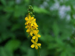 Image result for Agrimonia