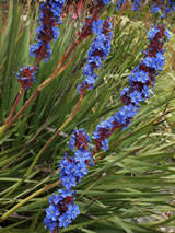 Image result for Aristea