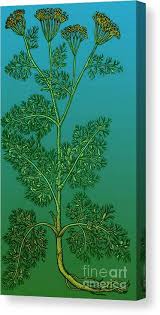 Image result for Anethum