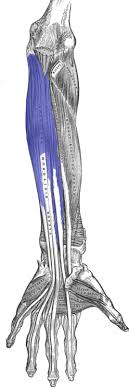 Tendon injuries are categorized by location: Flexor Digitorum Profundus Muscle Wikipedia