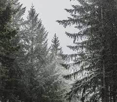 Mewarnai gambar pemandangan alam hitam putih 08 sumber : Gambar Hutan Hitam Putih Free Photo Pine Trees Snow Pine Winter Tree Cold Nature Hippopx Wallpaper Sinar Matahari Pohon Hutan S Gambar Hutan Gambar Pemandangan