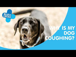 Dog vomiting—although it sounds gross, it's important to what does the vomitus look like? Why Do Dogs Cough Dogs Coughing Blue Cross