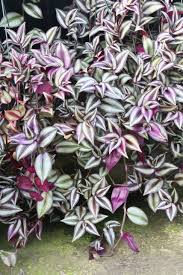 Image result for Tradescantia zebrina