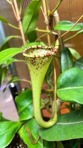 Image result for Polystachya epiphytica