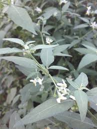 Image result for Solanum chenopodioides
