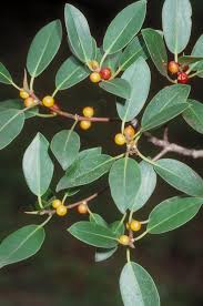 Image result for Ficus obliqua