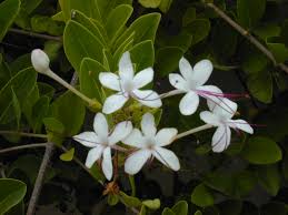 Image result for Volkameria